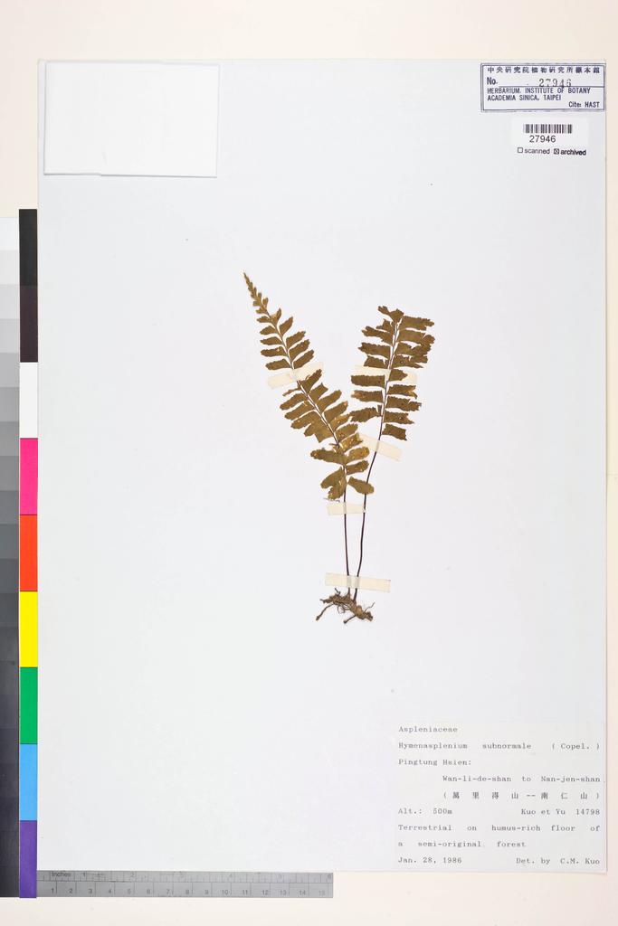 <Unit #84543 Kuo, Chen-Meng | 郭城孟 | 14798:: | Asplenium subnormale Copel.>