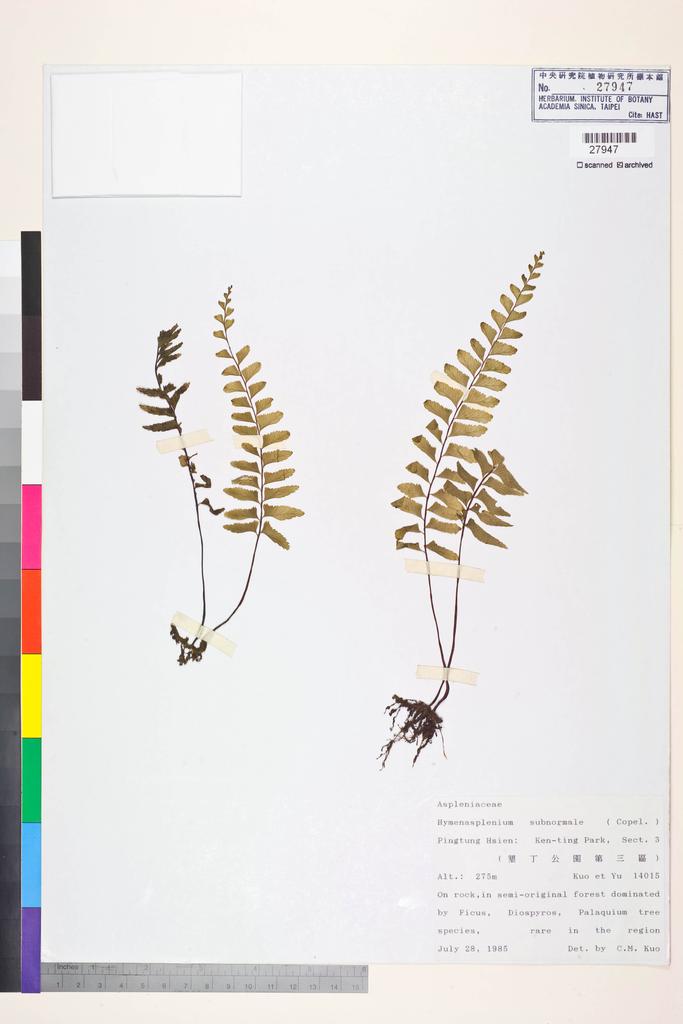 <Unit #84544 Kuo, Chen-Meng | 郭城孟 | 14015:: | Asplenium subnormale Copel.>