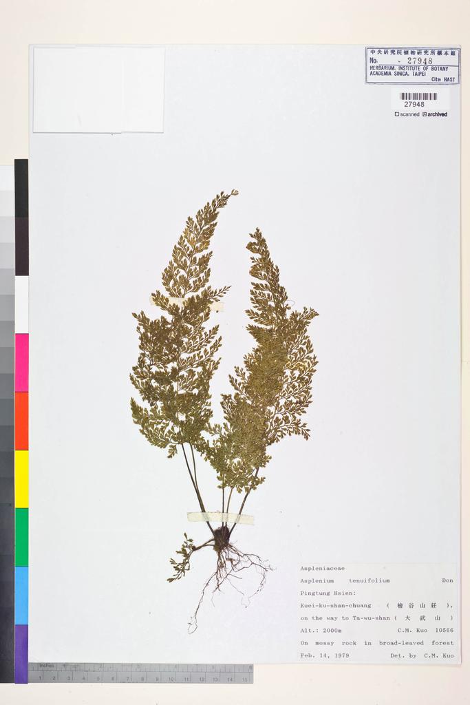 <Unit #84595 Kuo, Chen-Meng | 郭城孟 | 10566:: | Asplenium tenuifolium D. Don>
