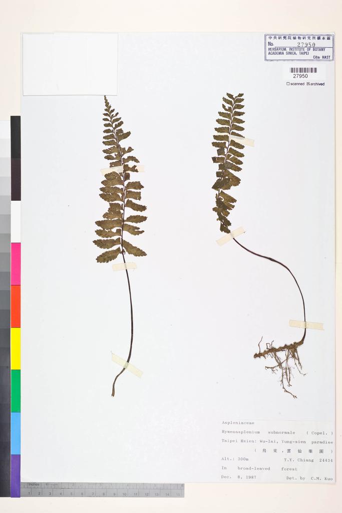 <Unit #84541 Chiang, Tzen-Yuh | 蔣鎮宇 | 24434:: | Asplenium subnormale Copel.>