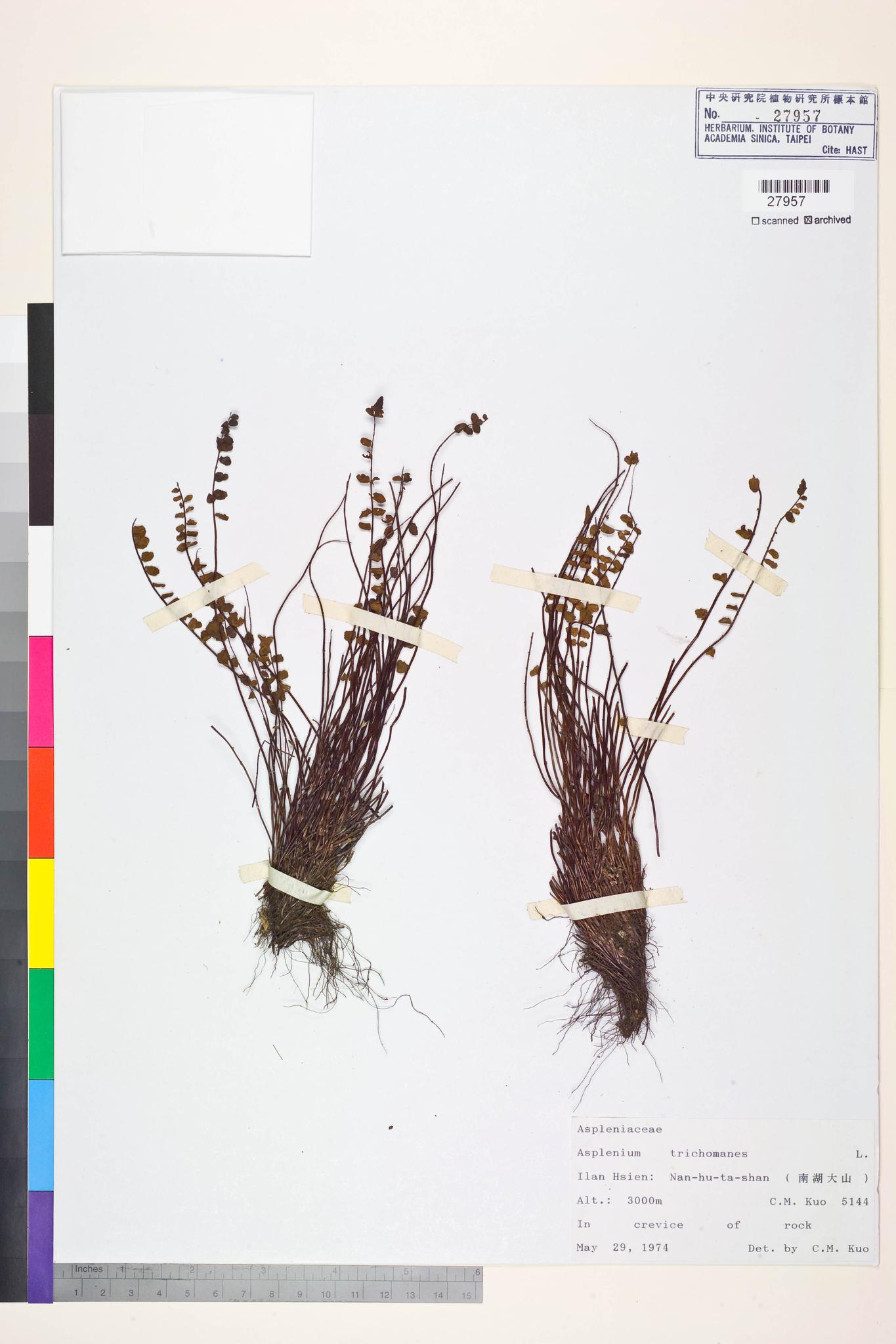 Sample image for viewer