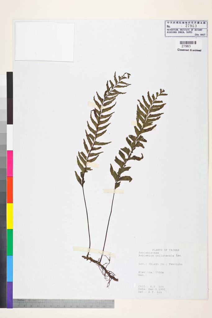 <Unit #83546 Liu, S. Y. | 劉聖譽 | s.n.:: | Asplenium unilaterale Lam.>