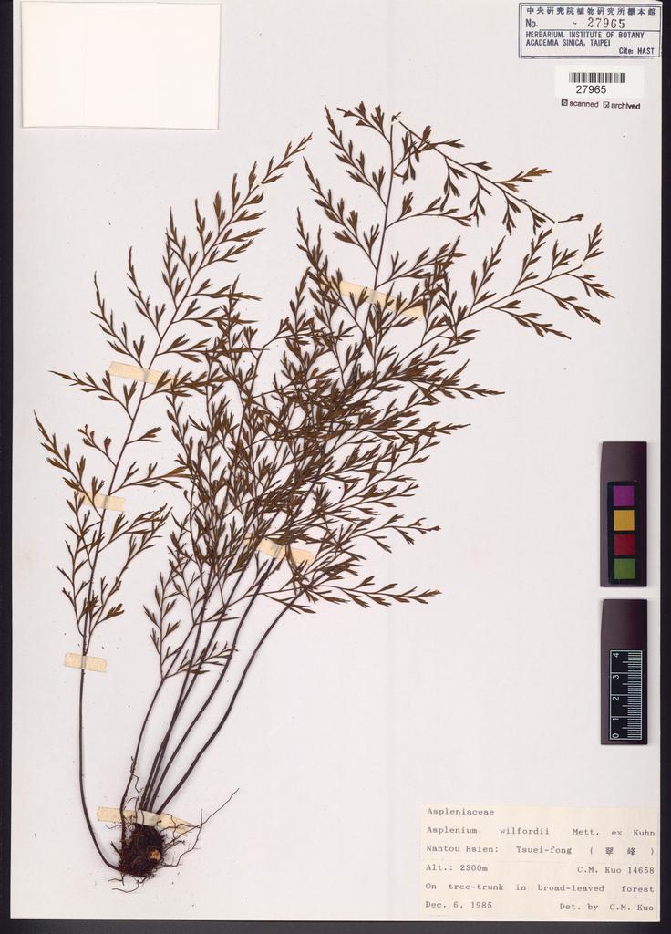 <Unit #83653 Kuo, Chen-Meng | 郭城孟 | 14658:: | Asplenium wilfordii Mett. ex Kuhn.>