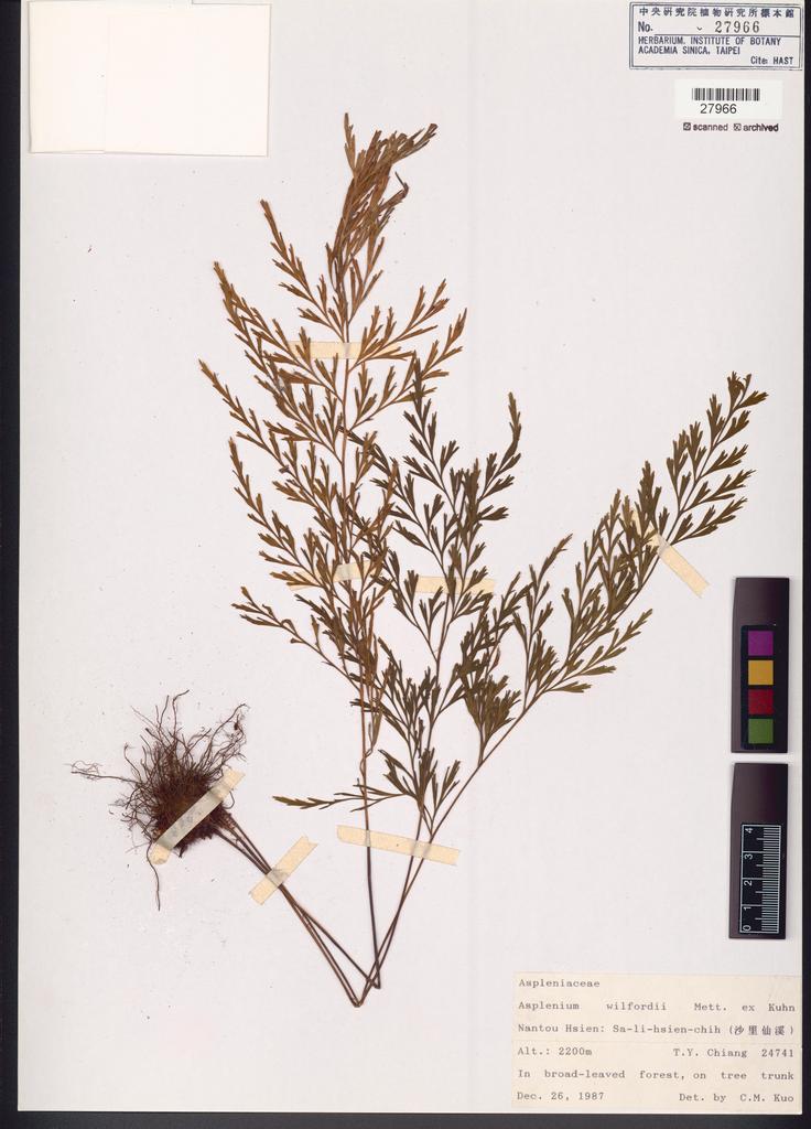 <Unit #83652 Chiang, Tzen-Yuh | 蔣鎮宇 | 24741:: | Asplenium wilfordii Mett. ex Kuhn.>