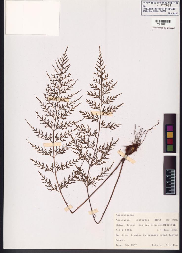 <Unit #83649 Kuo, Chen-Meng | 郭城孟 | 15355:: | Asplenium wilfordii Mett. ex Kuhn.>