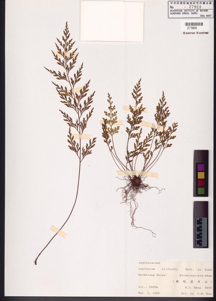<Unit #83632 Wang, Bi-Jao | 王弼昭 | 4955:: | Asplenium wilfordii Mett. ex Kuhn.>