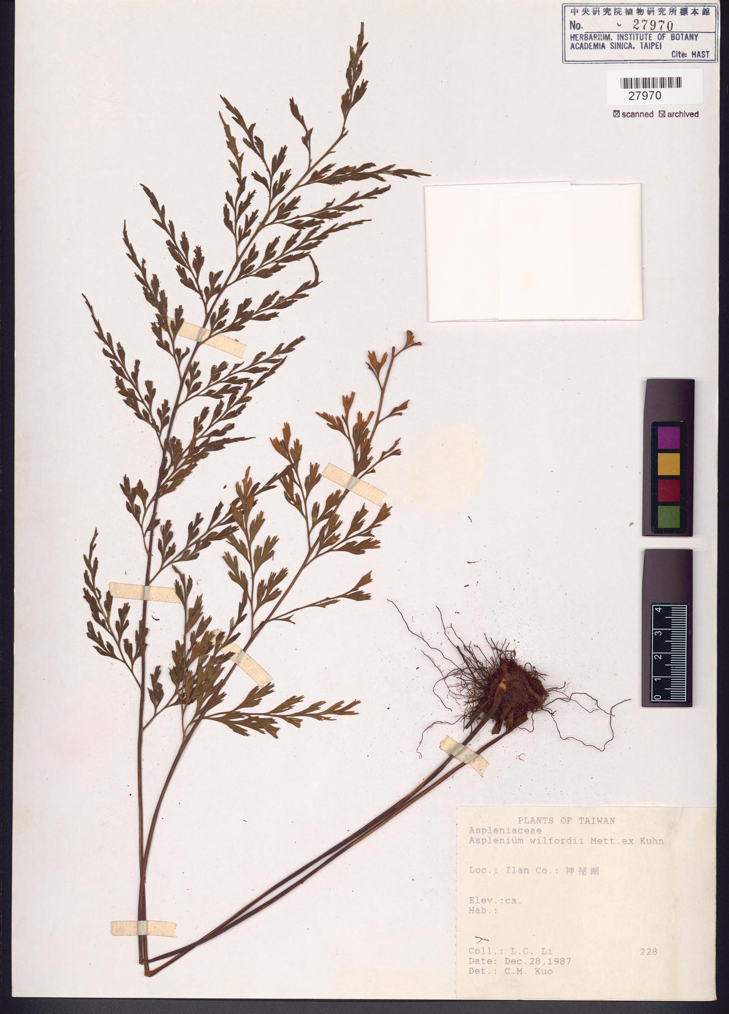 Sample image for viewer