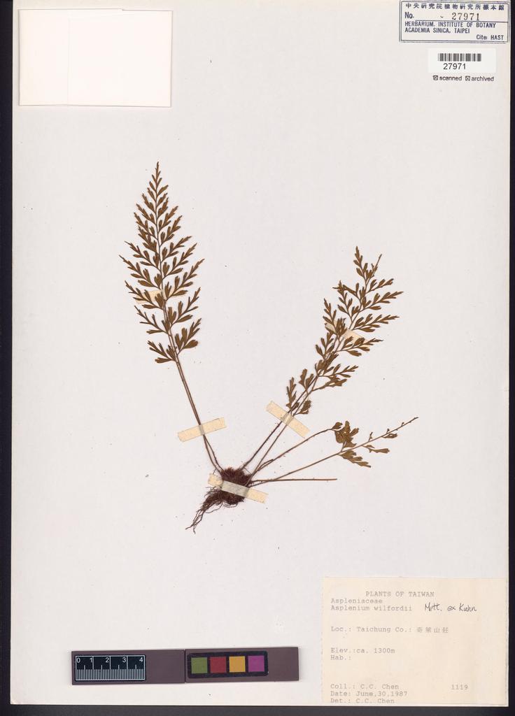 <Unit #83631 Chen, C. C. |  | 1119:: | Asplenium wilfordii Mett. ex Kuhn.>