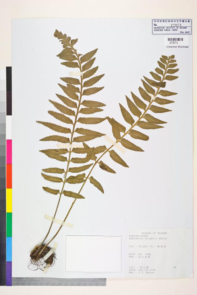 <Unit #83756 Yang, Zeng-Chuann | 楊正釧 | 34:: | Asplenium wrightii Eaton ex Hook.>