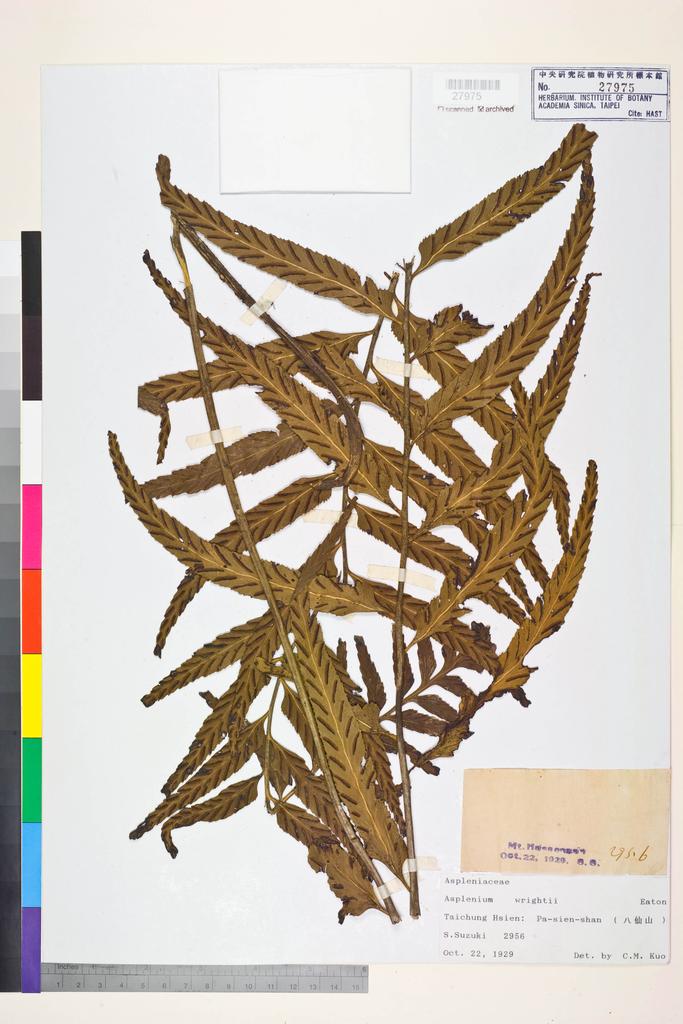 <Unit #83737 Suzuki, S. |  | 2956:: | Asplenium wrightii Eaton ex Hook.>