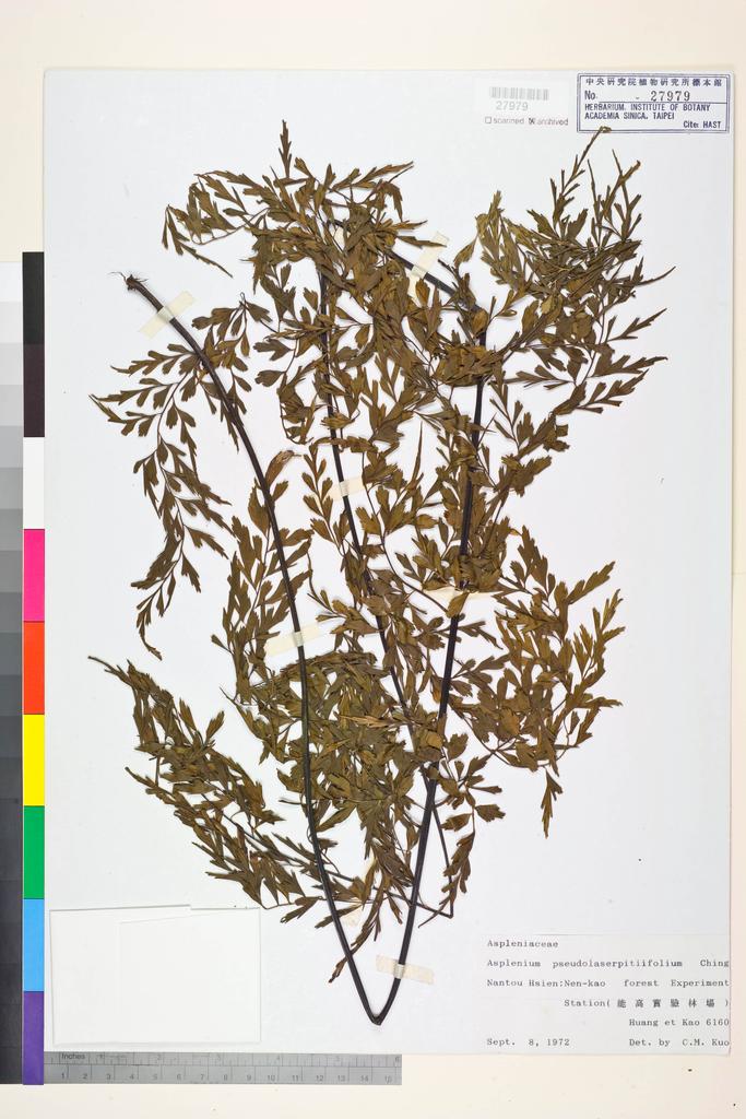 <Unit #84449  | 6160:: | Asplenium pseudolaserpitiifoliom Ching>