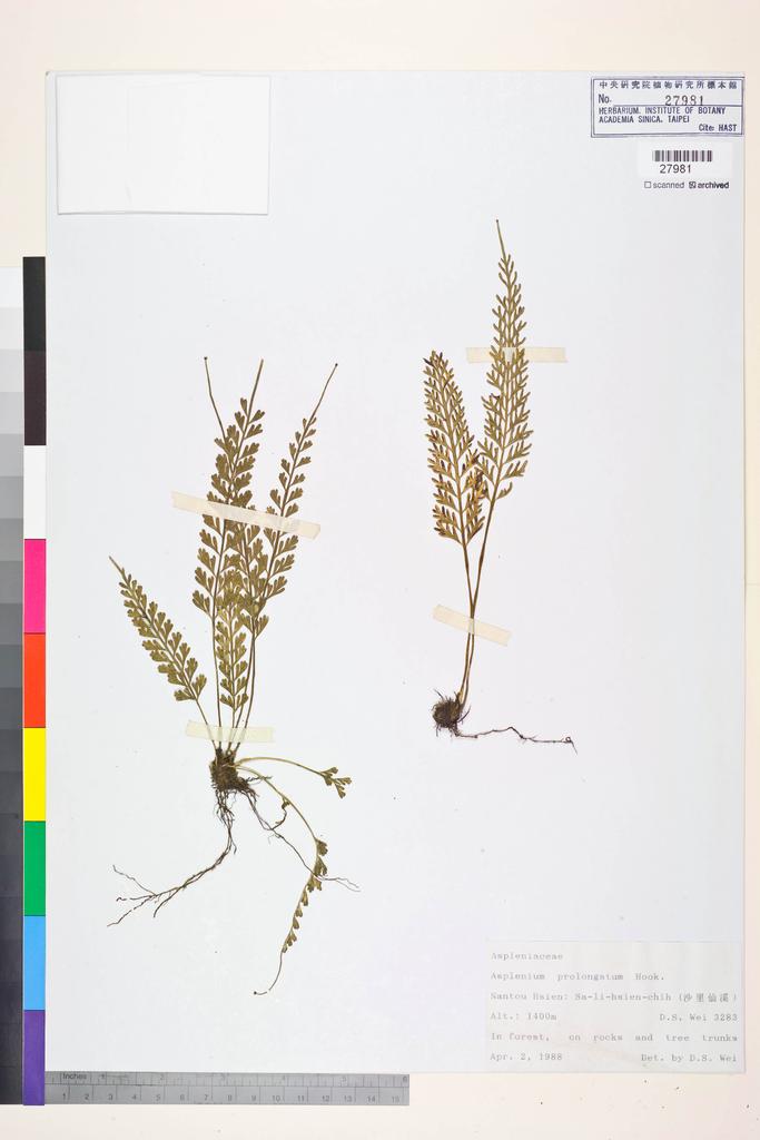 <Unit #84433 Wei, D. S. | 魏道行 | 3283:: | Asplenium prolongatum Hook.>