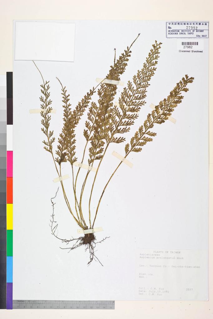<Unit #84434 Kuo, Chen-Meng | 郭城孟 | 2557:: | Asplenium prolongatum Hook.>