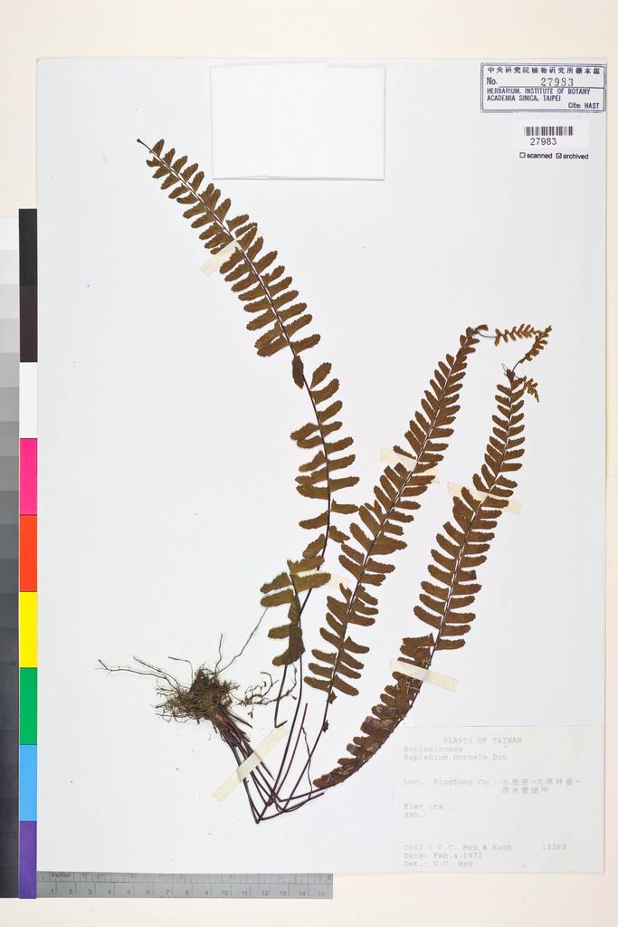 <Unit #84272 Hsu, C. C. |  | 13283:: | Asplenium normale D. Don>