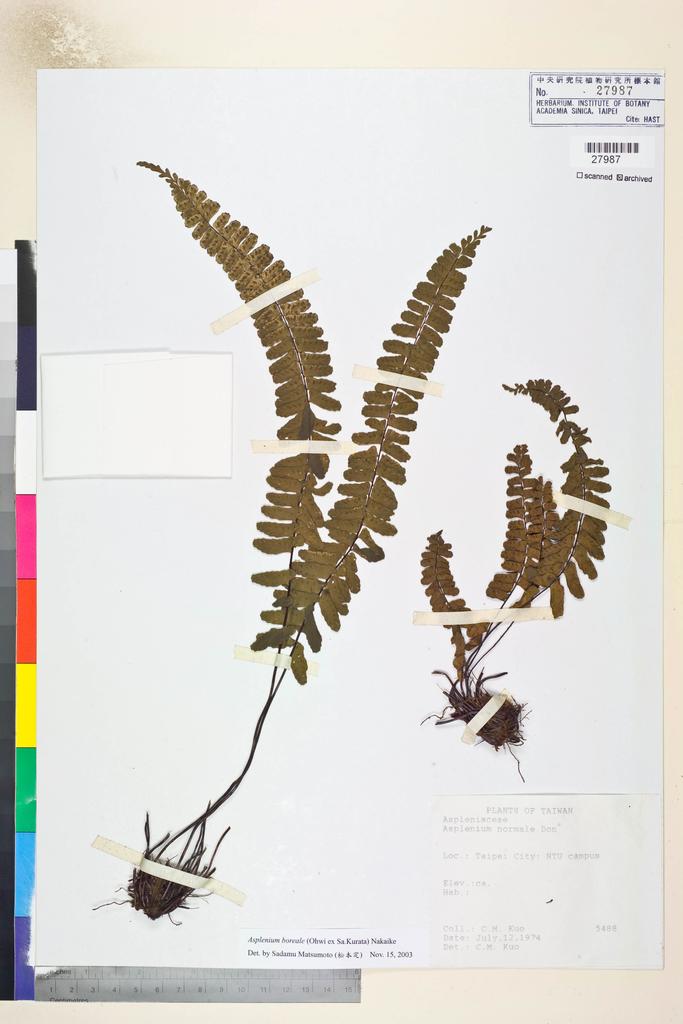 <Unit #49944 Kuo, Chen-Meng | 郭城孟 | 5488:: | Asplenium boreale (Ohwi ex Sa.Kurata) Nakaike>