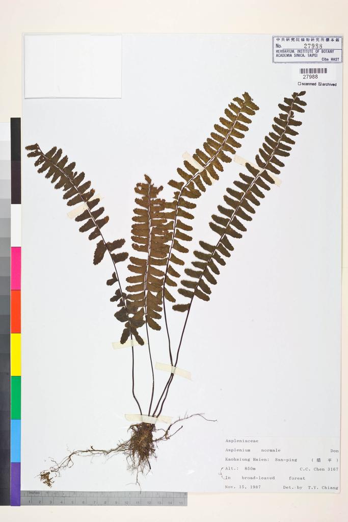 <Unit #84270 Chen, C. C. |  | 3167:: | Asplenium normale D. Don>