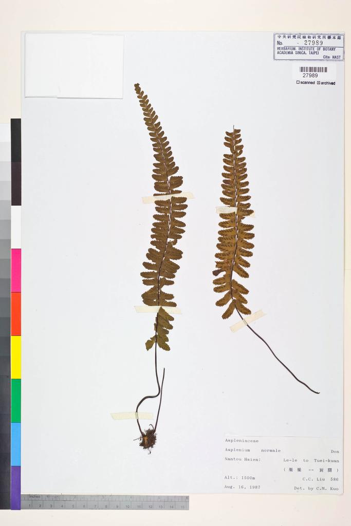 <Unit #84271 Liu, C. C. |  | 586:: | Asplenium normale D. Don>