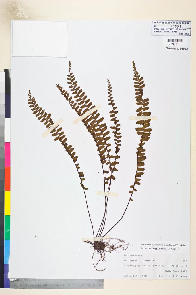 <Unit #84378 Yang, H. N. |  | 1300:: | Asplenium boreale (Ohwi ex Sa.Kurata) Nakaike>