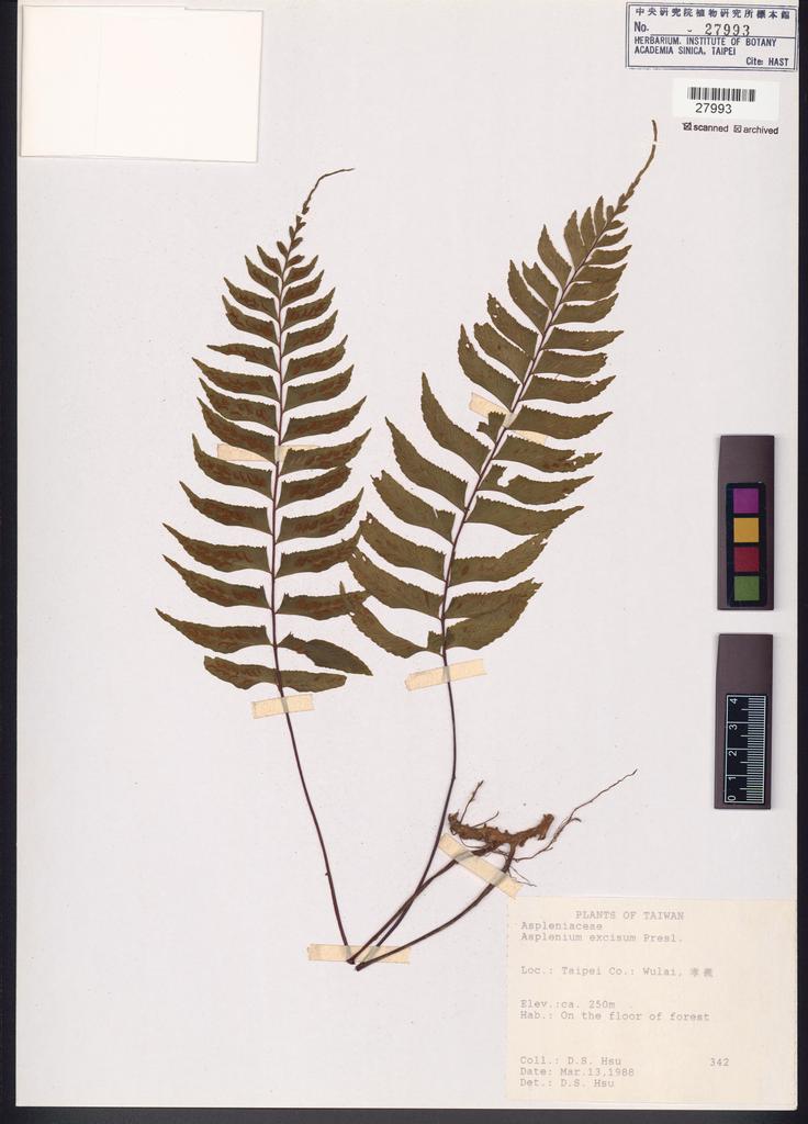 <Unit #84678 Hsu, D. S. | 徐德生 | 342:: | Asplenium excisum Presl>