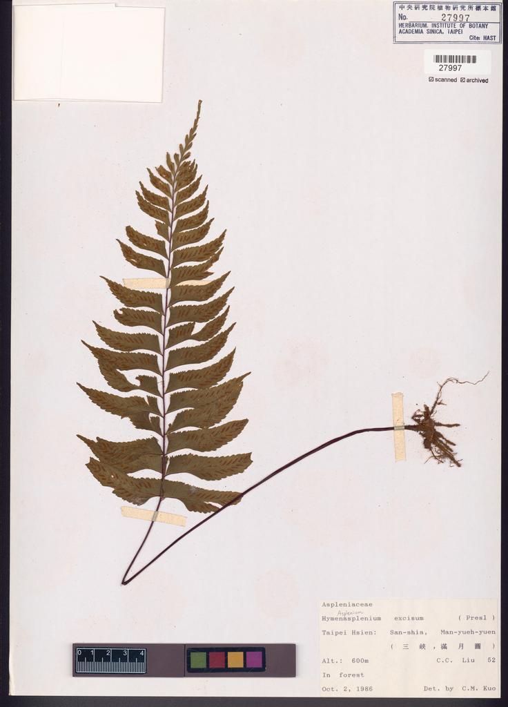 <Unit #84676 Liu, C. C. |  | 52:: | Asplenium excisum Presl>