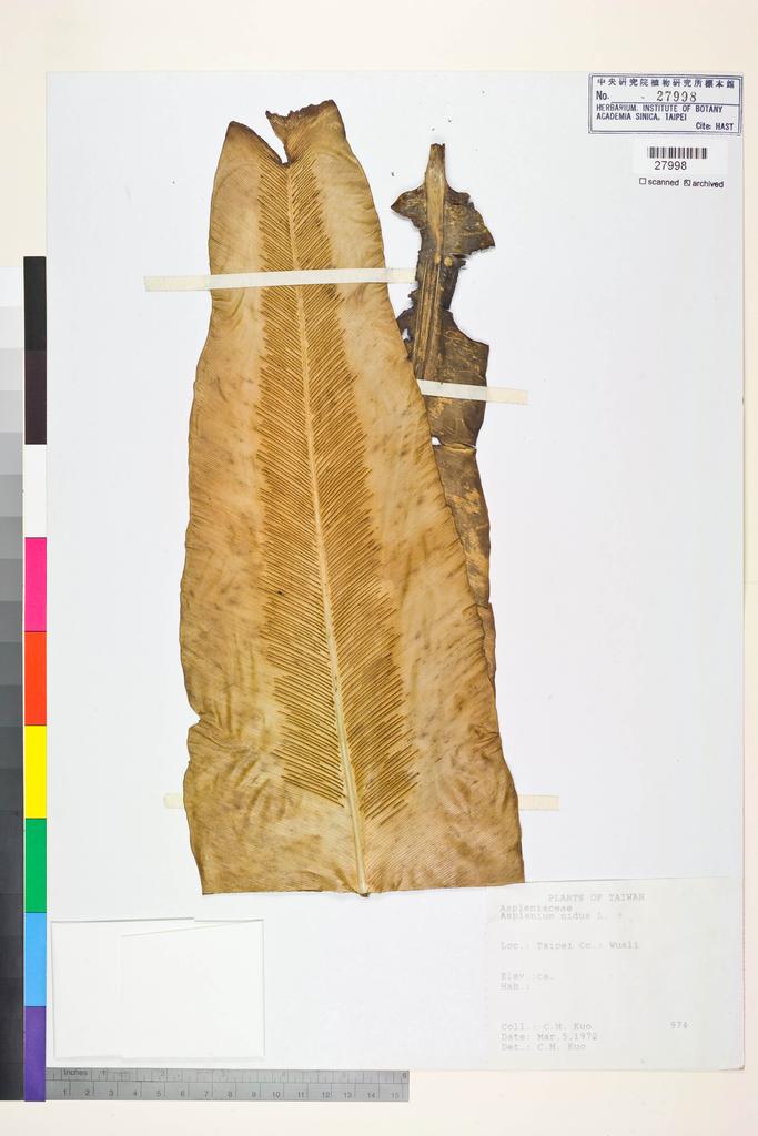 <Unit #84427 Kuo, Chen-Meng | 郭城孟 | 974:: | Asplenium nidus L.>