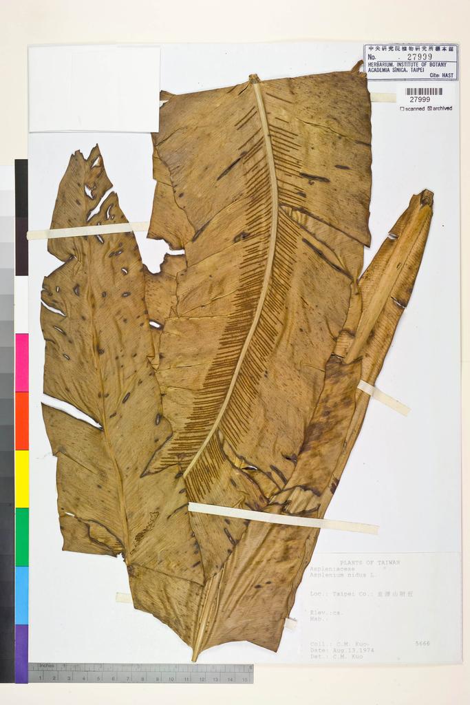 <Unit #84426 Kuo, Chen-Meng | 郭城孟 | 5666:: | Asplenium nidus L.>