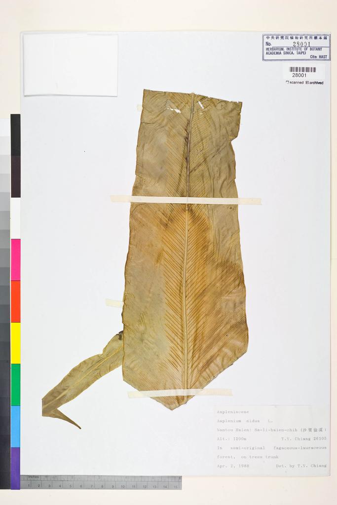 <Unit #84424 Chiang, Tzen-Yuh | 蔣鎮宇 | 26105:: | Asplenium nidus L.>