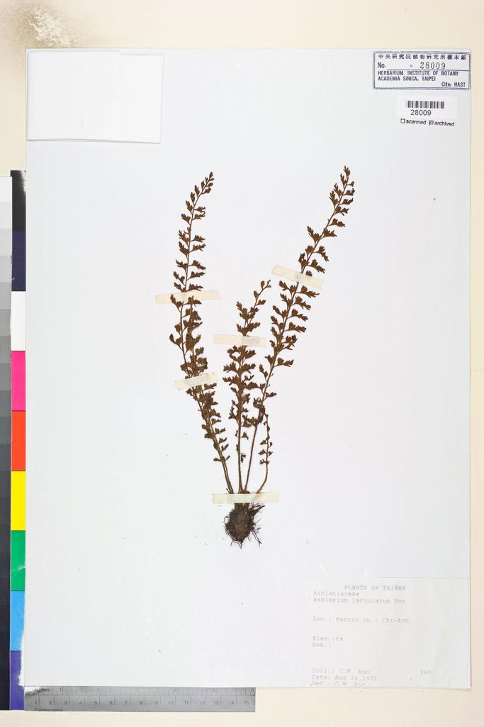 <Unit #84839 Kuo, Chen-Meng | 郭城孟 | 360:: | Asplenium laciniatum D. Don>