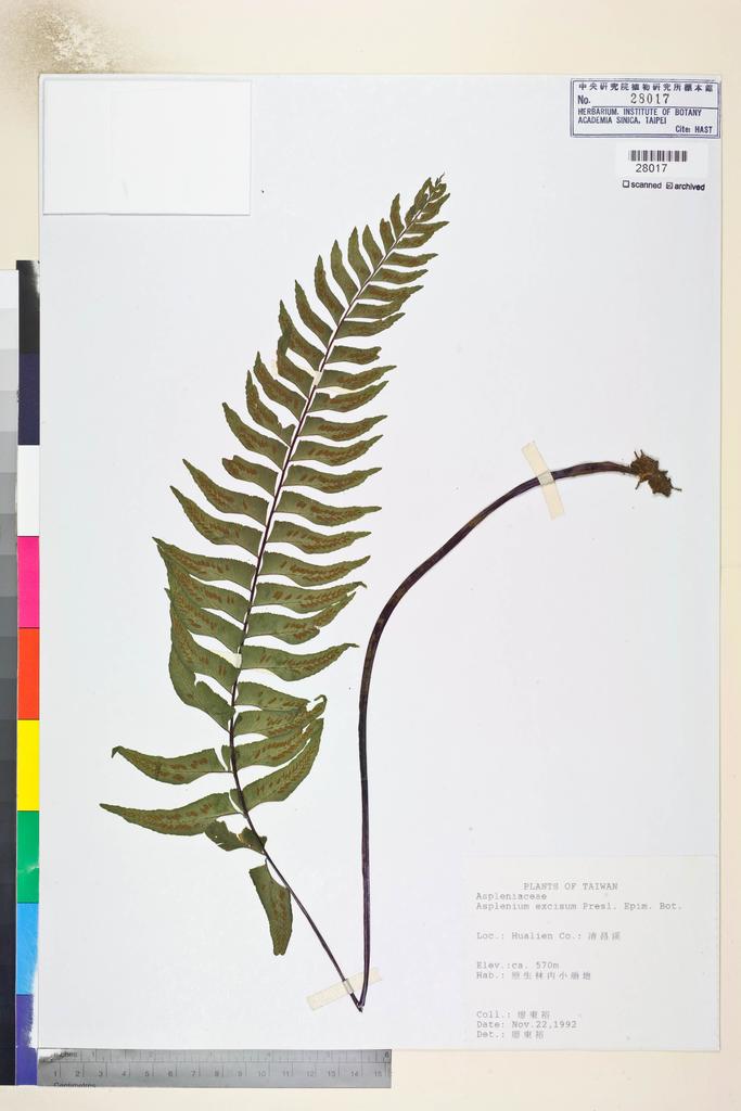 <Unit #84679 Liao, Tung-Yu | 廖東裕 | s.n.:: | Asplenium excisum Presl>