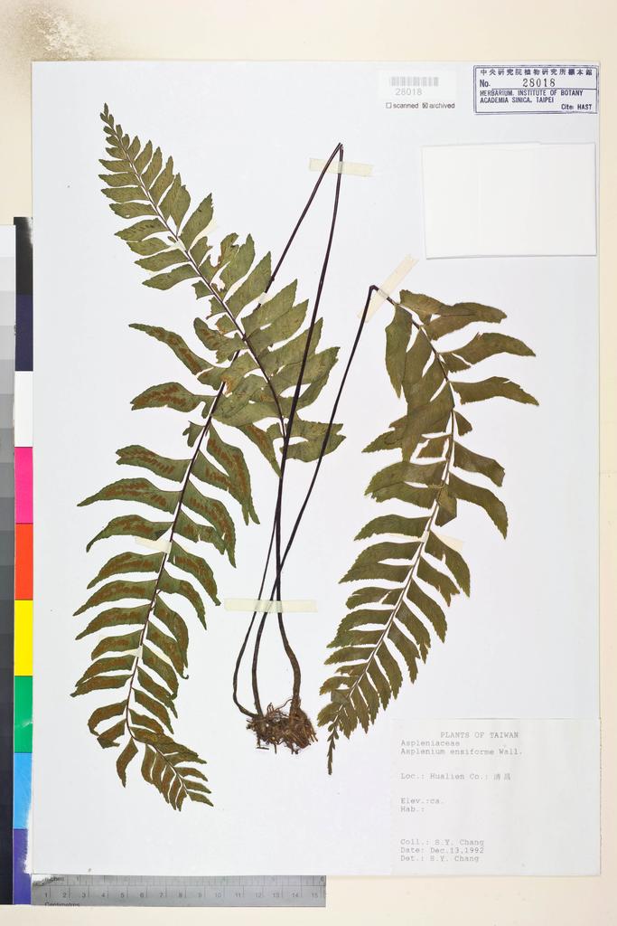 <Unit #84680 Chang, Sen-Yuan |  | s.n.:: | Asplenium excisum Presl>