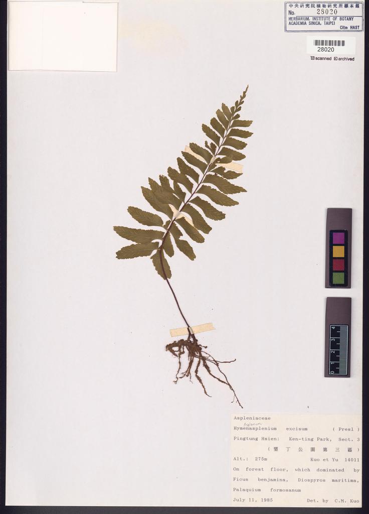 <Unit #84682 Kuo, Chen-Meng | 郭城孟 | 14011:: | Asplenium excisum Presl>