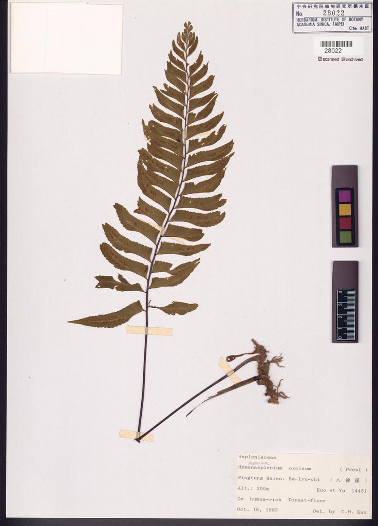 <Unit #84659 Kuo, Chen-Meng | 郭城孟 | 14451:: | Asplenium excisum Presl>