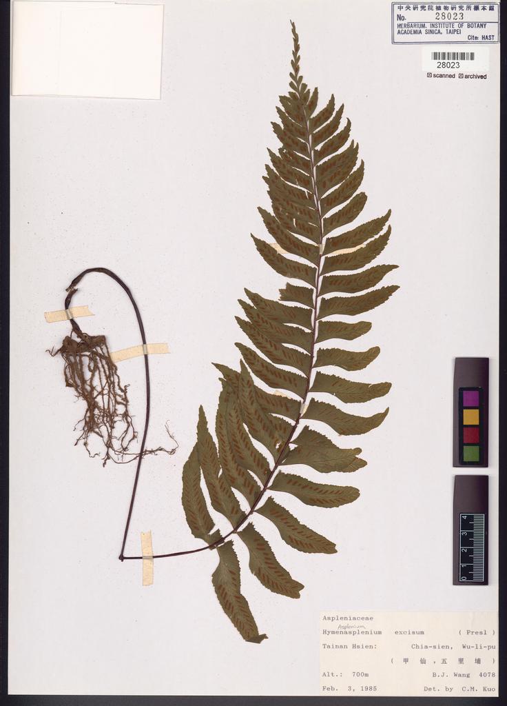 <Unit #84665 Wang, Bi-Jao | 王弼昭 | 4078:: | Asplenium excisum Presl>