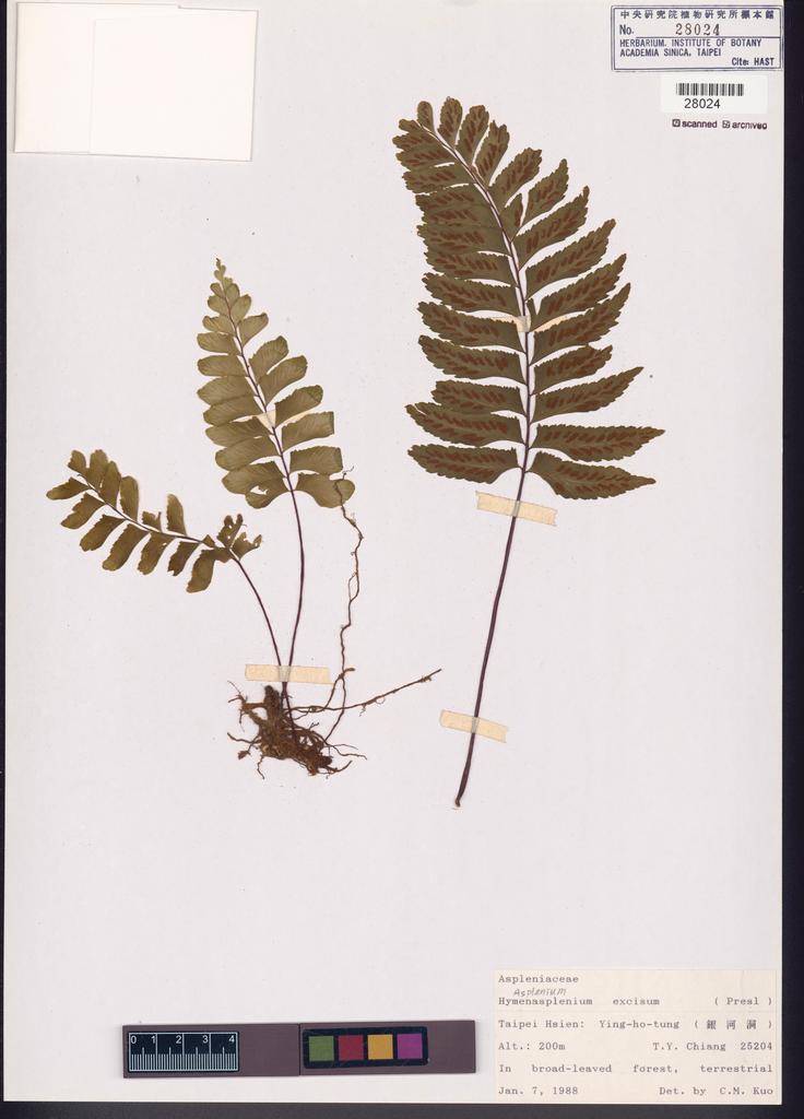 <Unit #84667 Chiang, Tzen-Yuh | 蔣鎮宇 | 25204:: | Asplenium excisum Presl>