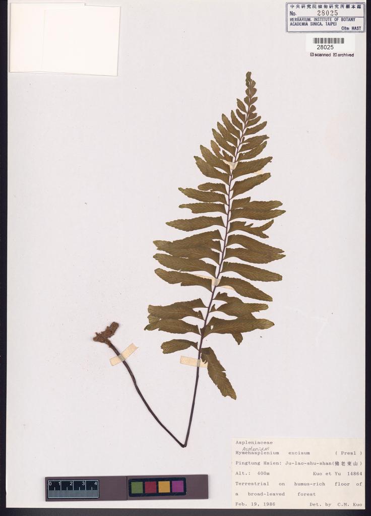 <Unit #84668 Kuo, Chen-Meng | 郭城孟 | 14864:: | Asplenium excisum Presl>