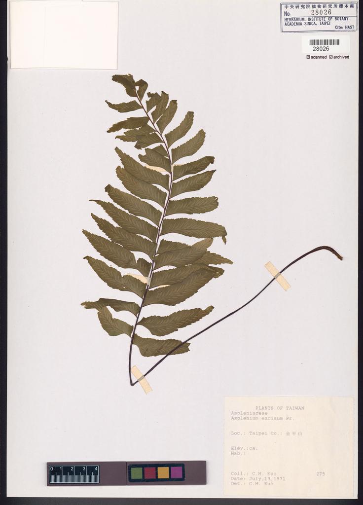 <Unit #84669 Kuo, Chen-Meng | 郭城孟 | 275:: | Asplenium excisum Presl>