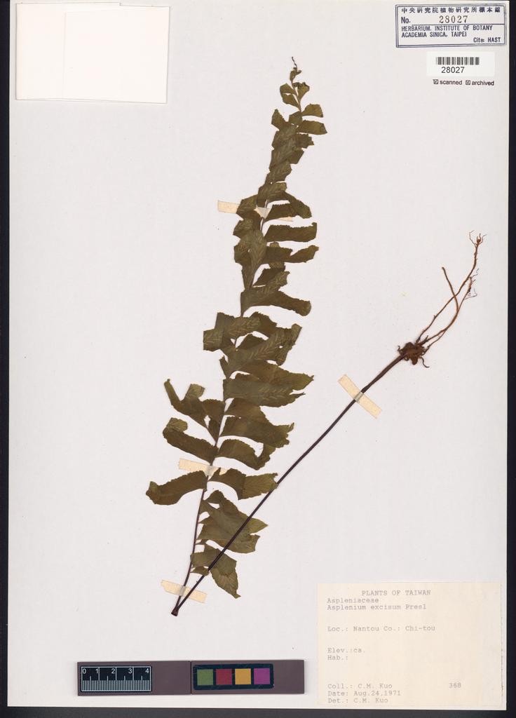 <Unit #84657 Kuo, Chen-Meng | 郭城孟 | 368:: | Asplenium excisum Presl>