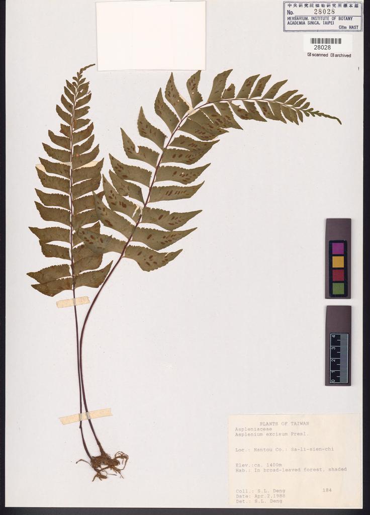 <Unit #84656  | 184:: | Asplenium excisum Presl>