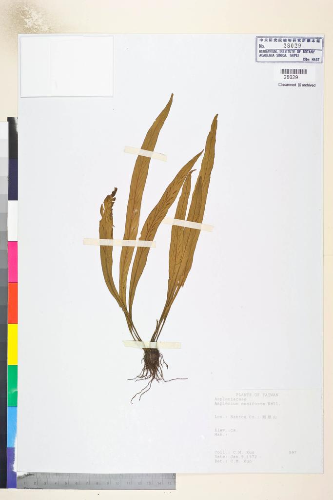 <Unit #84601 Kuo, Chen-Meng | 郭城孟 | 597:: | Asplenium ensiforme Wall. ex Hook. & Grev.>