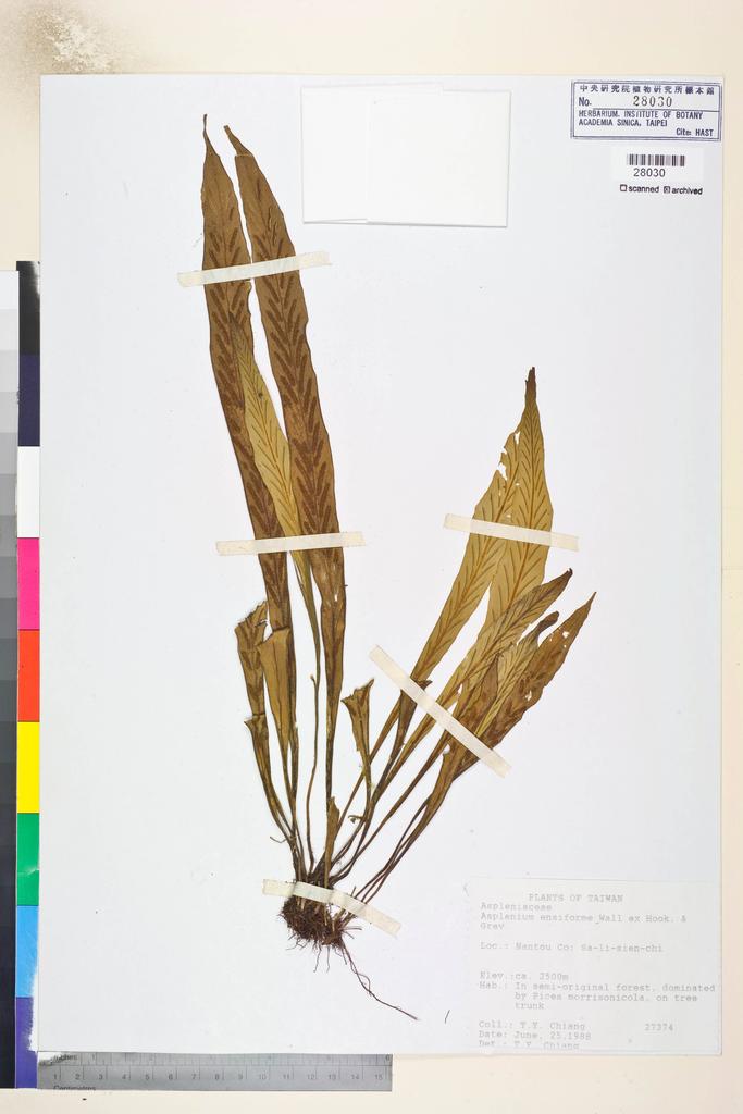 <Unit #84613 Chiang, Tzen-Yuh | 蔣鎮宇 | 27374:: | Asplenium ensiforme Wall. ex Hook. & Grev.>