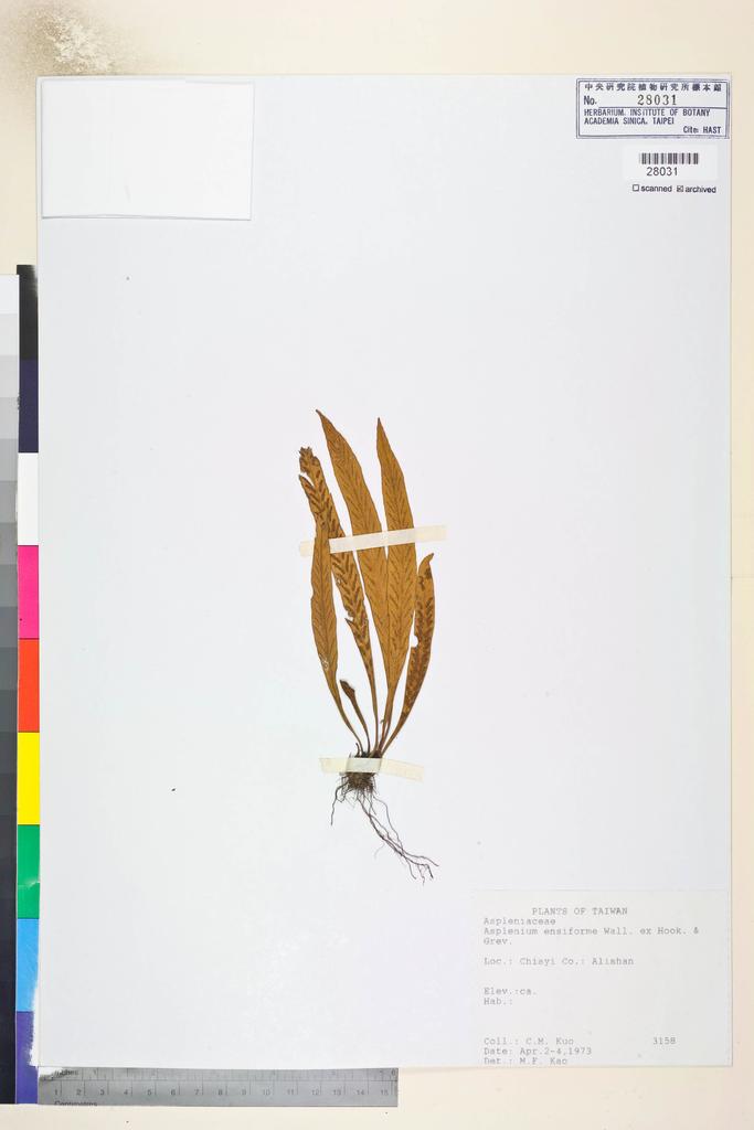 <Unit #84606 Kuo, Chen-Meng | 郭城孟 | 3158:: | Asplenium ensiforme Wall. ex Hook. & Grev.>