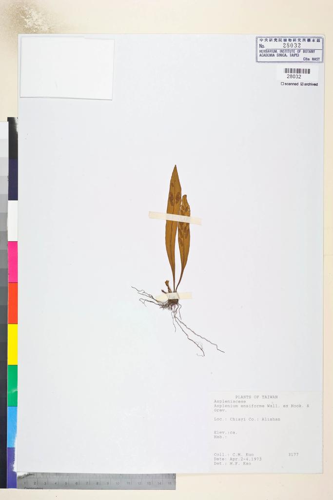 <Unit #84607 Kuo, Chen-Meng | 郭城孟 | 3177:: | Asplenium ensiforme Wall. ex Hook. & Grev.>