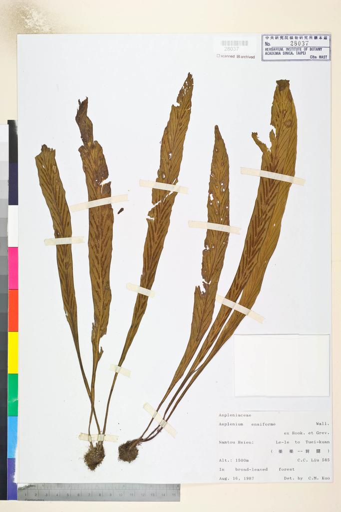 <Unit #84638 Liu, C. C. |  | 585:: | Asplenium ensiforme Wall. ex Hook. & Grev.>