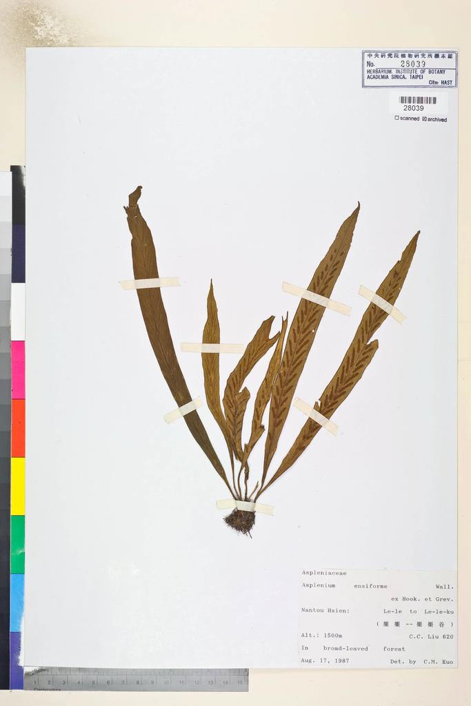 <Unit #84612 Liu, C. C. |  | 620:: | Asplenium ensiforme Wall. ex Hook. & Grev.>