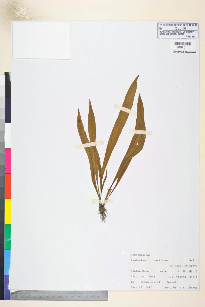 <Unit #84610 Chiang, Tzen-Yuh | 蔣鎮宇 | 21618:: | Asplenium ensiforme Wall. ex Hook. & Grev.>