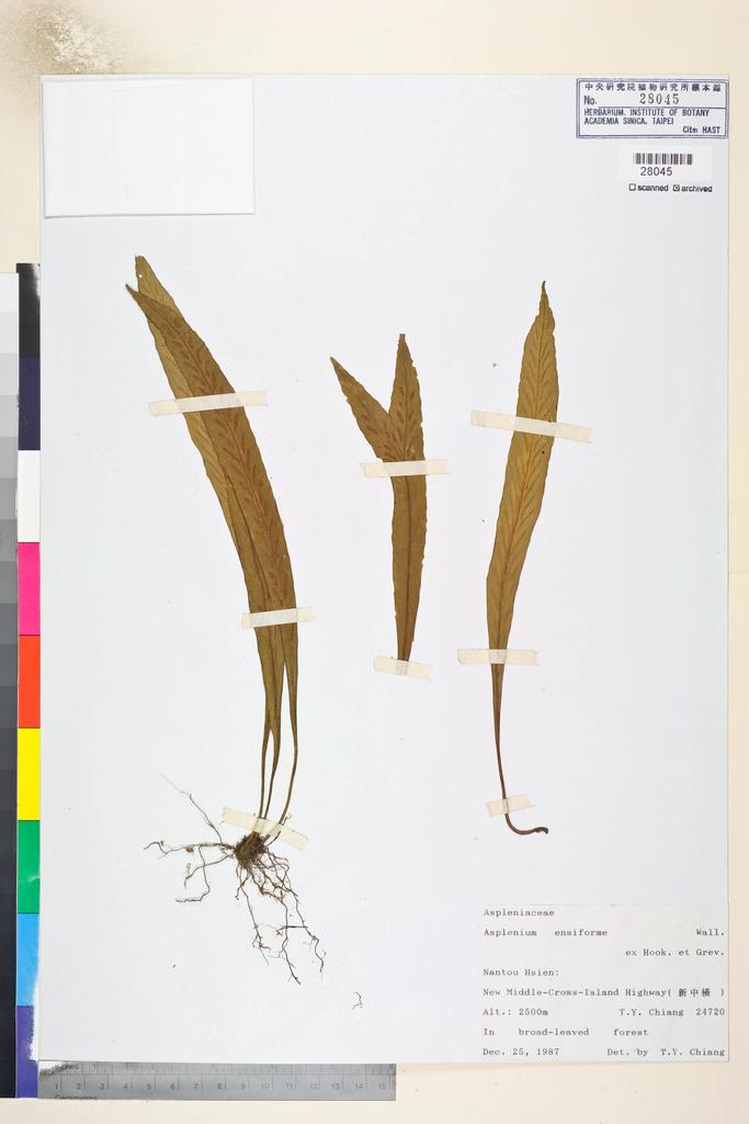 <Unit #84599 Chiang, Tzen-Yuh | 蔣鎮宇 | 24720:: | Asplenium ensiforme Wall. ex Hook. & Grev.>