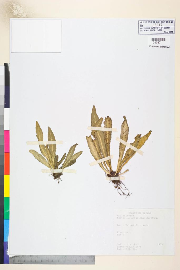 <Unit #84804 Kuo, Chen-Meng | 郭城孟 | 2955:: | Asplenium griffithianum Hook.>