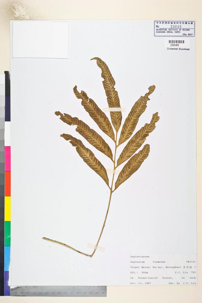 <Unit #84800 Liu, C. C. |  | 723:: | Asplenium formosae Christ>