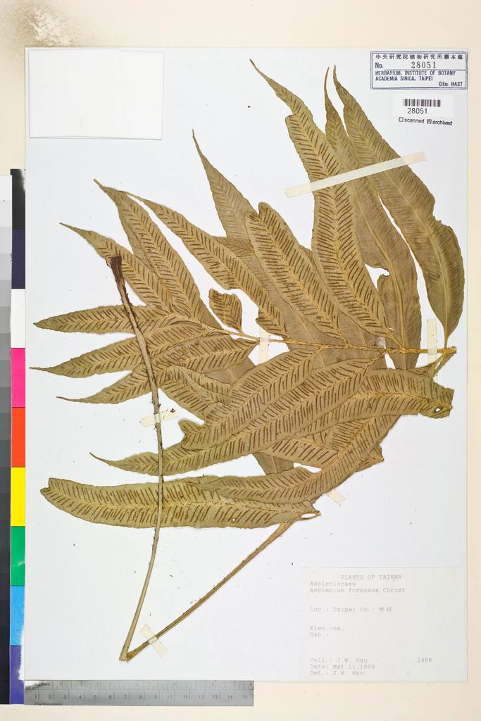 <Unit #84802 Hsu, J. W. |  | 1486:: | Asplenium formosae Christ>