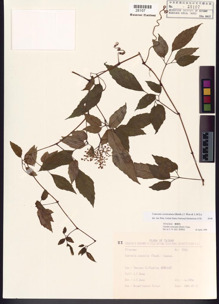 <Unit #67219 Wang, Jenn-Che | 王震哲 | 5282:: | Causonis corniculata (Benth.) J.Wen & L.M.Lu >